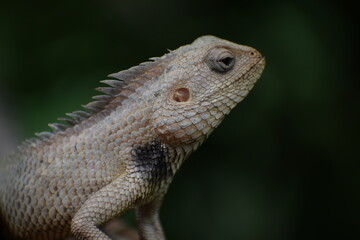 The Indian chameleon(Chamaeleo zeylanicus) is found in Sri Lanka, India, and other parts of South Asia. This species has a long tongue, feet that are shaped into bifid claspers, a prehensile tail.