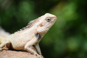 The Indian chameleon(Chamaeleo zeylanicus) is found in Sri Lanka, India, and other parts of South Asia. This species has a long tongue, feet that are shaped into bifid claspers, a prehensile tail.