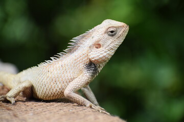 The Indian chameleon(Chamaeleo zeylanicus) is found in Sri Lanka, India, and other parts of South Asia. This species has a long tongue, feet that are shaped into bifid claspers, a prehensile tail.