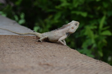 The Indian chameleon(Chamaeleo zeylanicus) is found in Sri Lanka, India, and other parts of South Asia. This species has a long tongue, feet that are shaped into bifid claspers, a prehensile tail.