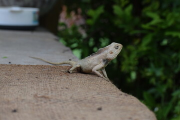 The Indian chameleon(Chamaeleo zeylanicus) is found in Sri Lanka, India, and other parts of South Asia. This species has a long tongue, feet that are shaped into bifid claspers, a prehensile tail.