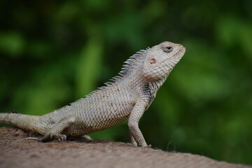 The Indian chameleon(Chamaeleo zeylanicus) is found in Sri Lanka, India, and other parts of South Asia. This species has a long tongue, feet that are shaped into bifid claspers, a prehensile tail.