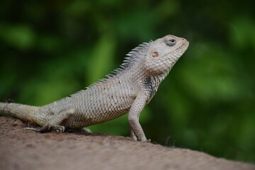 The Indian chameleon(Chamaeleo zeylanicus) is found in Sri Lanka, India, and other parts of South Asia. This species has a long tongue, feet that are shaped into bifid claspers, a prehensile tail.