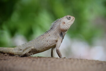 The Indian chameleon(Chamaeleo zeylanicus) is found in Sri Lanka, India, and other parts of South Asia. This species has a long tongue, feet that are shaped into bifid claspers, a prehensile tail.