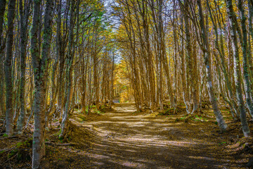 Hiking trail at magical austral Magellanic subpolar forests in Tierra del Fuego National Park, near...