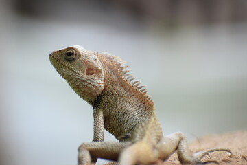 The Indian chameleon(Chamaeleo zeylanicus) is found in Sri Lanka, India, and other parts of South Asia. This species has a long tongue, feet that are shaped into bifid claspers, a prehensile tail.