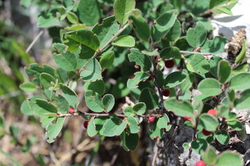 Wild briars grow on the mountain. The red berries of rose hips. Small green leaves. The plant grows from stone