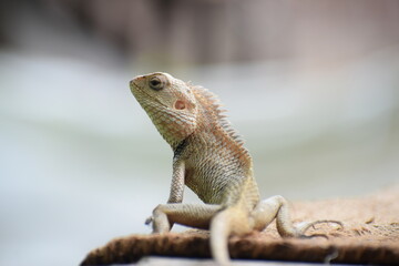 The Indian chameleon(Chamaeleo zeylanicus) is found in Sri Lanka, India, and other parts of South Asia. This species has a long tongue, feet that are shaped into bifid claspers, a prehensile tail.