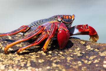 rote_Klippenkrabbe
