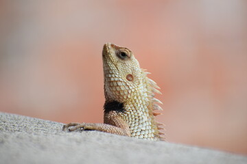 The Indian chameleon(Chamaeleo zeylanicus) is found in Sri Lanka, India, and other parts of South Asia. This species has a long tongue, feet that are shaped into bifid claspers, a prehensile tail.