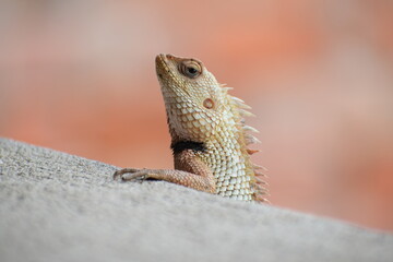 The Indian chameleon(Chamaeleo zeylanicus) is found in Sri Lanka, India, and other parts of South Asia. This species has a long tongue, feet that are shaped into bifid claspers, a prehensile tail.