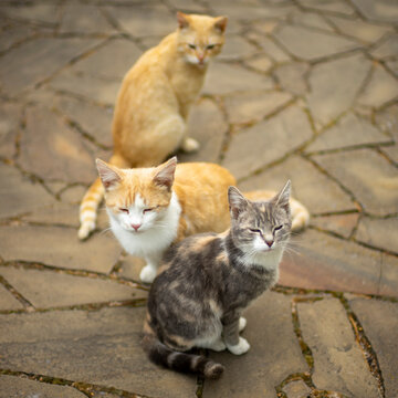Three Cats Sit On A Wild Stone Floor Outdoors.