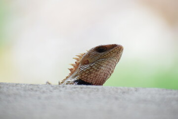 The Indian chameleon(Chamaeleo zeylanicus) is found in Sri Lanka, India, and other parts of South Asia. This species has a long tongue, feet that are shaped into bifid claspers, a prehensile tail.