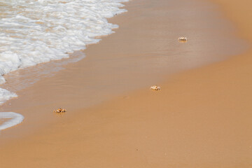 Ghost crabs on the beach