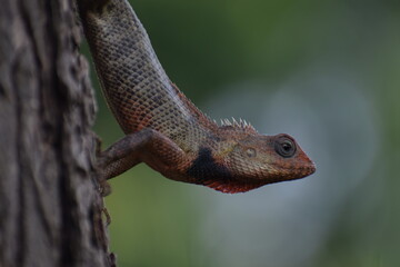 The Indian chameleon(Chamaeleo zeylanicus) is found in Sri Lanka, India, and other parts of South Asia. This species has a long tongue, feet that are shaped into bifid claspers, a prehensile tail.