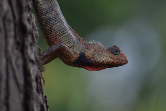 The Indian chameleon(Chamaeleo zeylanicus) is found in Sri Lanka, India, and other parts of South Asia. This species has a long tongue, feet that are shaped into bifid claspers, a prehensile tail.
