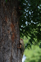 The Indian chameleon(Chamaeleo zeylanicus) is found in Sri Lanka, India, and other parts of South Asia. This species has a long tongue, feet that are shaped into bifid claspers, a prehensile tail.