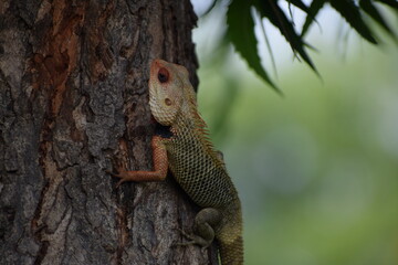 The Indian chameleon(Chamaeleo zeylanicus) is found in Sri Lanka, India, and other parts of South Asia. This species has a long tongue, feet that are shaped into bifid claspers, a prehensile tail.