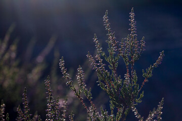 Heather (calluna) in the sun