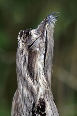 closeup of a Common Potoo (Nyctibius griseus)