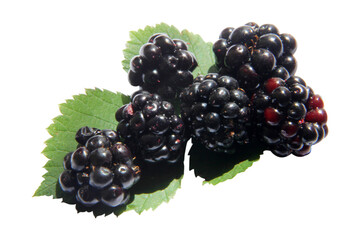 Blackberries isolated on white background.