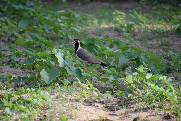 red-wattled lapwing (Vanellus indicus) is an Asian lapwing or large plover, a wader in the family Charadriidae.Local names-titeeri,titawi, tittibha,tateehar,titodi,hatatut,balighora,yennappa chitawa