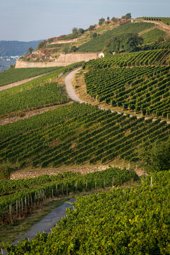 Riesling vineyards in the Mountain Rottland (German Rudesheimer Berg Rottland), close to Ruedesheim am Rhein, part of the Rheingau wine region