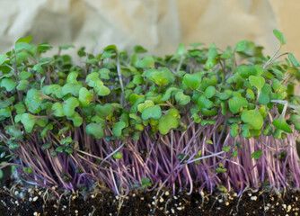 Red cabbage, fresh sprouts and young leaves in the box. Vegetable and microgreen. Also purple cabbage, red or blue kraut. Cotyledons of Brassica oleracea in potting compost. Macro photo.