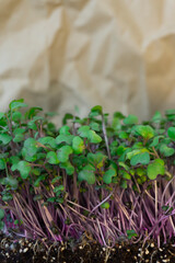 Red cabbage, fresh sprouts and young leaves in the box. Vegetable and microgreen. Also purple cabbage, red or blue kraut. Cotyledons of Brassica oleracea in potting compost. Macro photo.