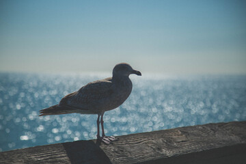 birds found on the pier of newport beach balboa park 