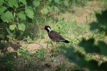 red-wattled lapwing (Vanellus indicus) is an Asian lapwing or large plover, a wader in the family Charadriidae.Local names-titeeri,titawi, tittibha,tateehar,titodi,hatatut,balighora,yennappa chitawa