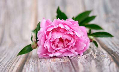A bouquet of pink crimson peonies lie close-up on a wooden table