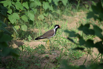 red-wattled lapwing (Vanellus indicus) is an Asian lapwing or large plover, a wader in the family Charadriidae.Local names-titeeri,titawi, tittibha,tateehar,titodi,hatatut,balighora,yennappa chitawa