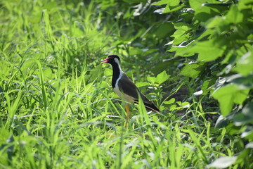 red-wattled lapwing (Vanellus indicus) is an Asian lapwing or large plover, a wader in the family Charadriidae.Local names-titeeri,titawi, tittibha,tateehar,titodi,hatatut,balighora,yennappa chitawa