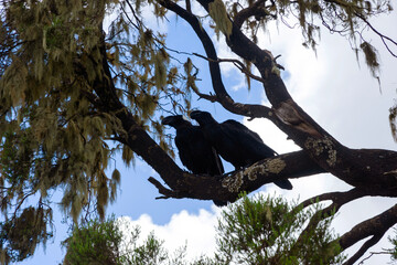 Two Thick-billed ravens on the tree, Simien mountains
