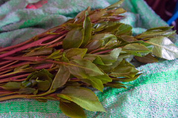 Khat plant