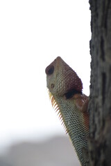 The Indian chameleon(Chamaeleo zeylanicus) is found in Sri Lanka, India, and other parts of South Asia. This species has a long tongue, feet that are shaped into bifid claspers, a prehensile tail.