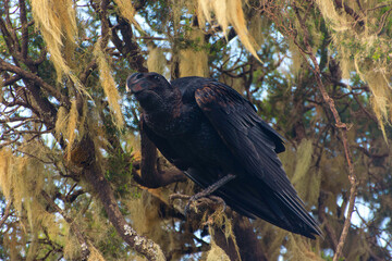 Thick-billed raven bird on the grass, Simien mountains