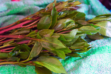 Khat plant
