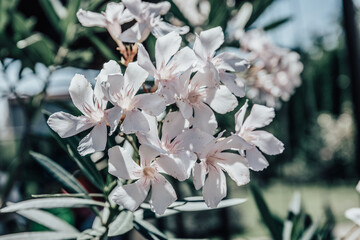 White Nerium Oleander Leander Blooming