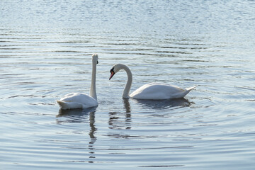 Two white swans in the river.