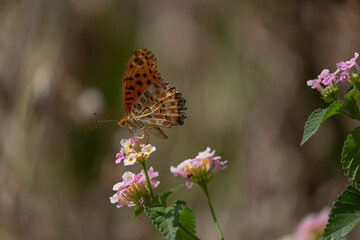ツマグロヒョウモン