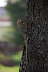 The Indian chameleon(Chamaeleo zeylanicus) is found in Sri Lanka, India, and other parts of South Asia. This species has a long tongue, feet that are shaped into bifid claspers, a prehensile tail.