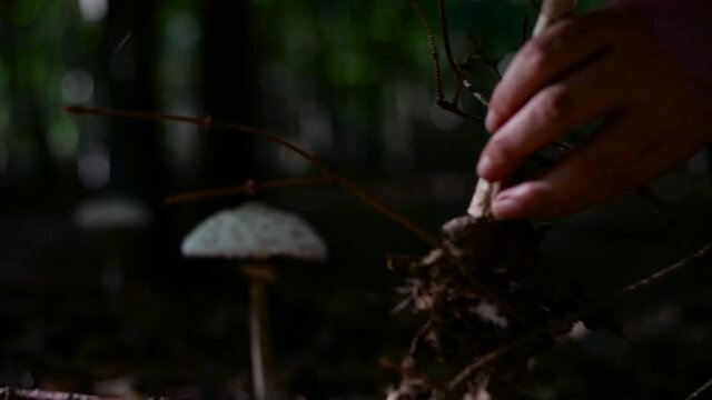 Picking up mushrooms in the forest. Mushrooming in woods at sunset, parasol mushroom (Macrolepiota procera)