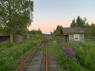 Fototapeta na wymiar Railway in the village, evening sky, wild flowers