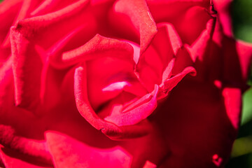 Naklejka premium Close up of garden rose. Beautiful red rose on the branch in the Garden.