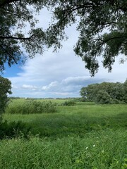 Green field with trees background