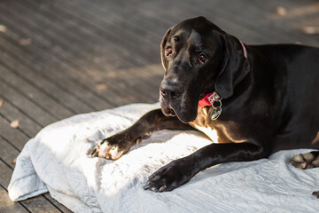 portrait of a dog, Great Dane 