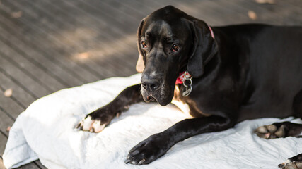 portrait of a dog, Great Dane 