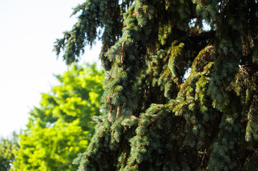 Coniferous tree with cones in the sunlight